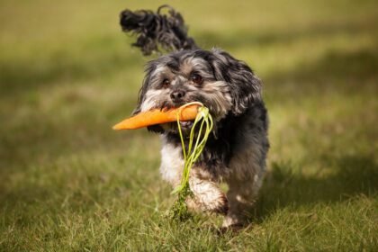 Milyen zöldséget ehet a kutya? Jó tudni!