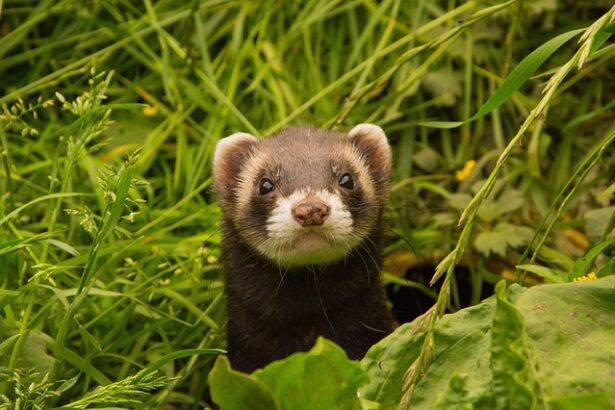 A vadászgörény tartása és etetése. Milyen a jó vadászgörény ketrec? (Mustelidae)