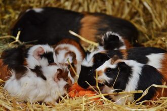 A tengerimalac tartása: Részletes útmutató