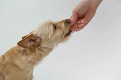 A kutya allergia tünetei és kezelése