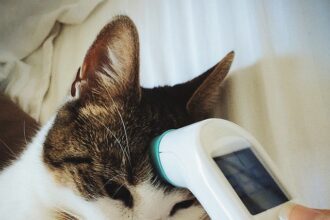 A macska láz tünetei és csillapítása házilag!