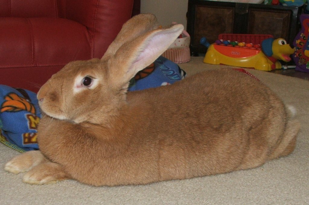 Mekkora a Belga óriás nyúl súlya és a méretei? Cikkünkből kiderül! - Flemish Giant rabbit