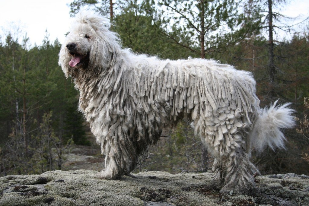 A Komondor kutya bemutatása és a fajtamentés fontossága