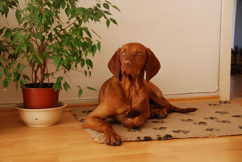 Rövidszőrű magyar vizsla nevek