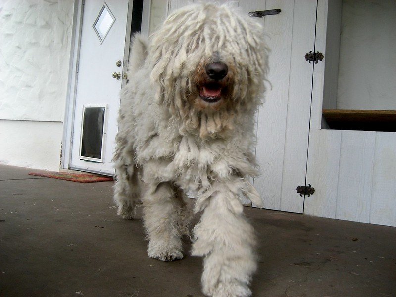 Fedezd fel a Komondor nevek gazdag világát!