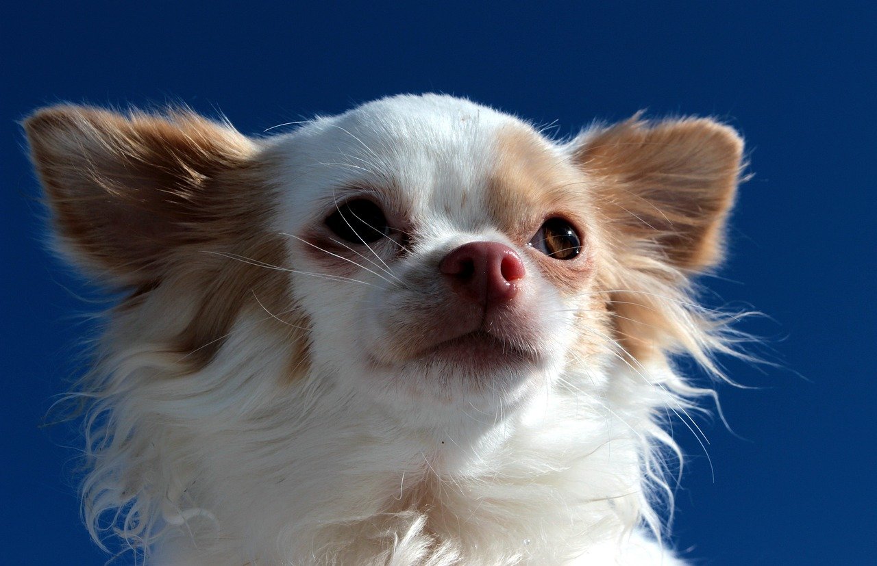 A Hosszúszőrű csivava (Long Coat Chihuahua) bemutatása és általános jellemzése.