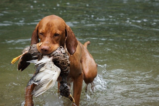 A Rövidszőrű magyar vizsla gondozása, táplálkozása és a jellemző betegségek bemutatása.