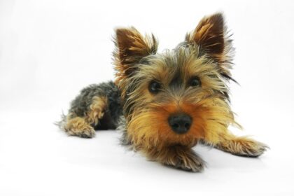 A Yorkshire terrier (Yorkie) bemutatása és jellemzése.