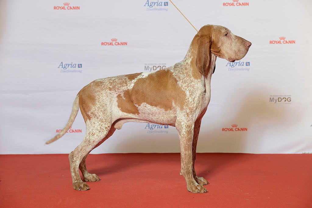 Ismerd meg a Bracco Italiano kutyafajtát