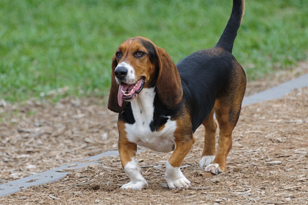 A Basset Hound kutyafajta részletes bemutatása.