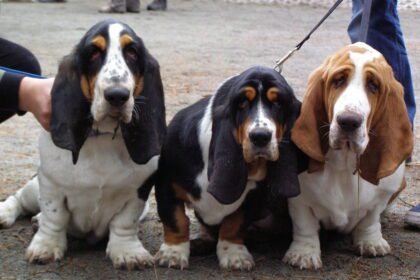 A Basset Hound kutyafajta részletes bemutatása.