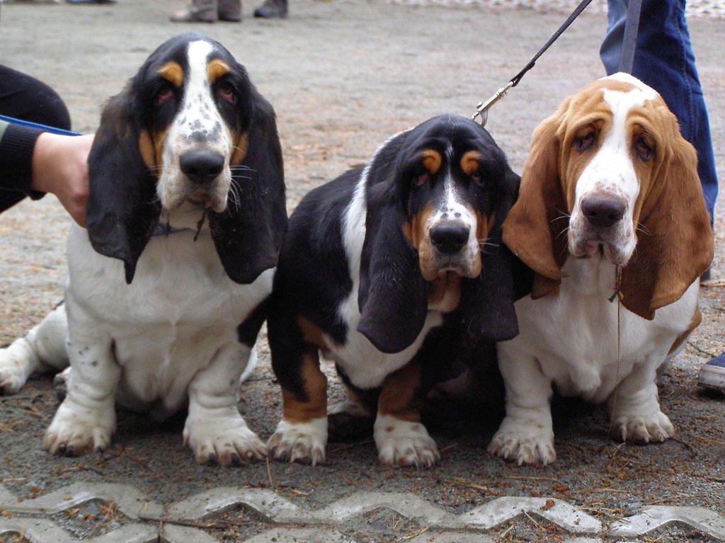 A Basset Hound kutyafajta részletes bemutatása.