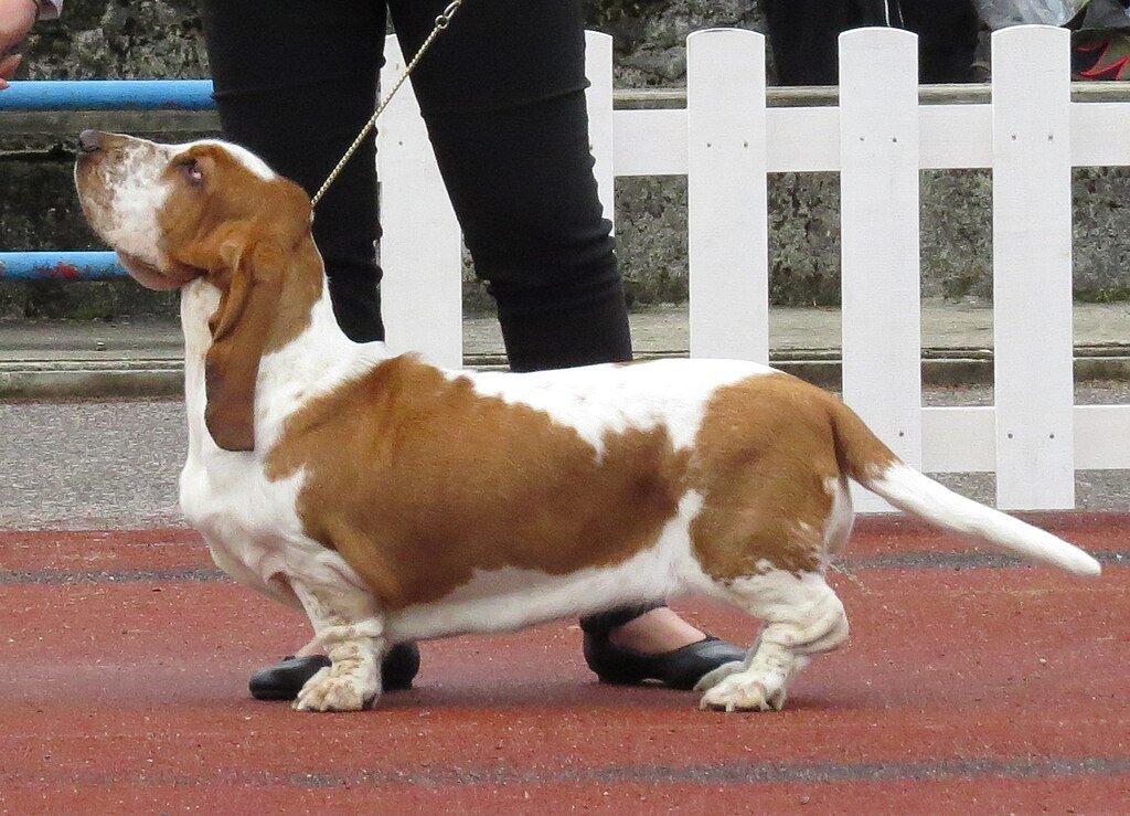 A Basset Hound kutyafajta részletes bemutatása.