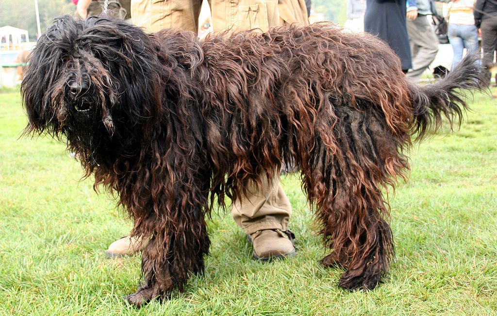 Ismerje meg a Bergamasco kutyafajtát!