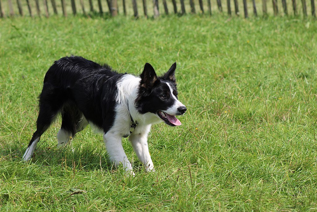 Bemutatjuk a Border Collie történetét, gondozását és még azt is, hogy melyek a jellegzetes színek.