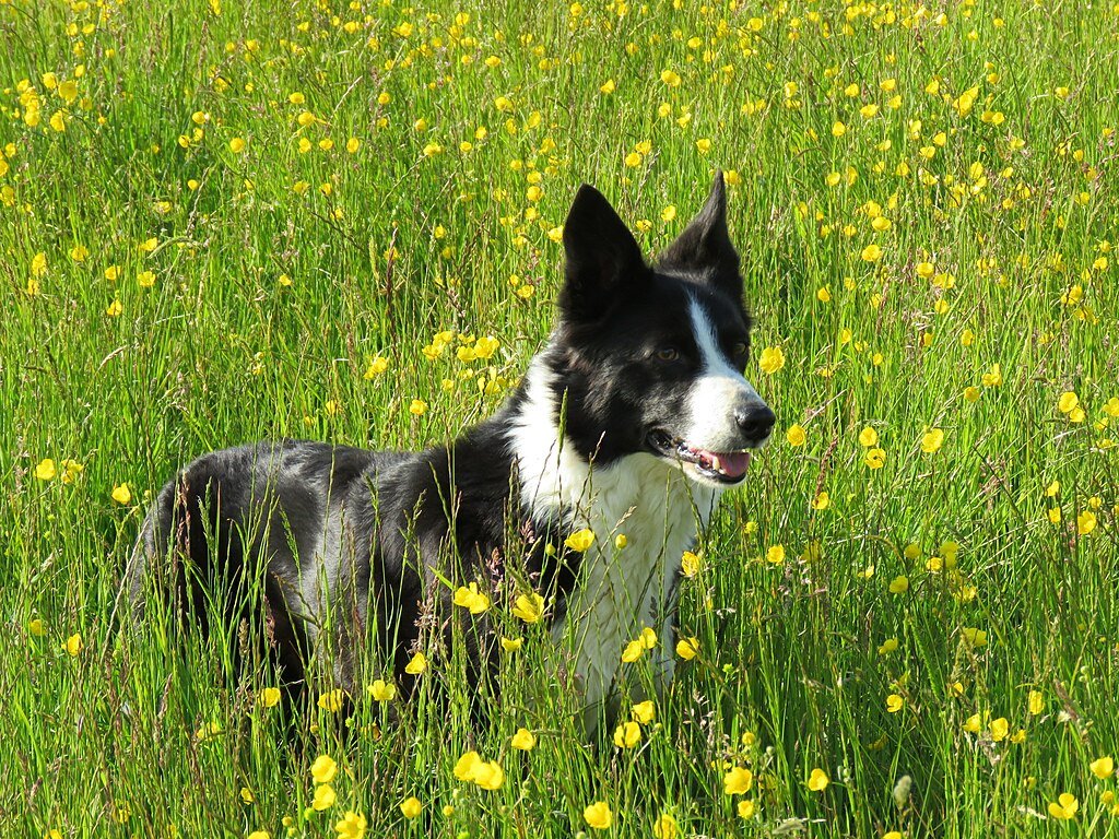 Bemutatjuk a Border Collie történetét, gondozását és még azt is, hogy melyek a jellegzetes színek.