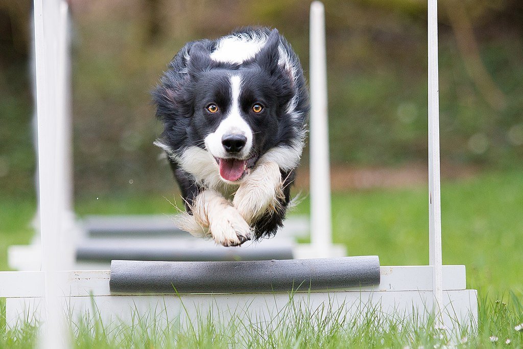 Bemutatjuk a Border Collie történetét, gondozását és még azt is, hogy melyek a jellegzetes színek.