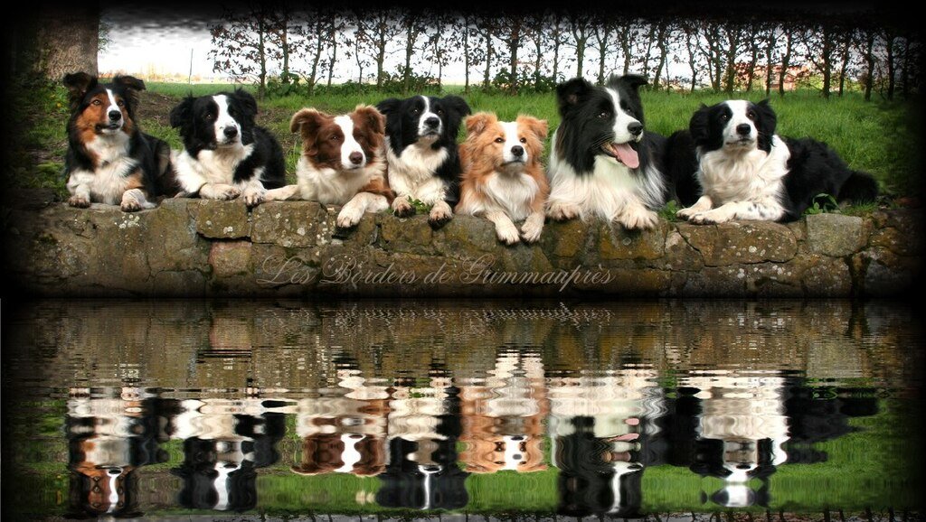 Bemutatjuk a Border Collie történetét, gondozását és még azt is, hogy melyek a jellegzetes színek.