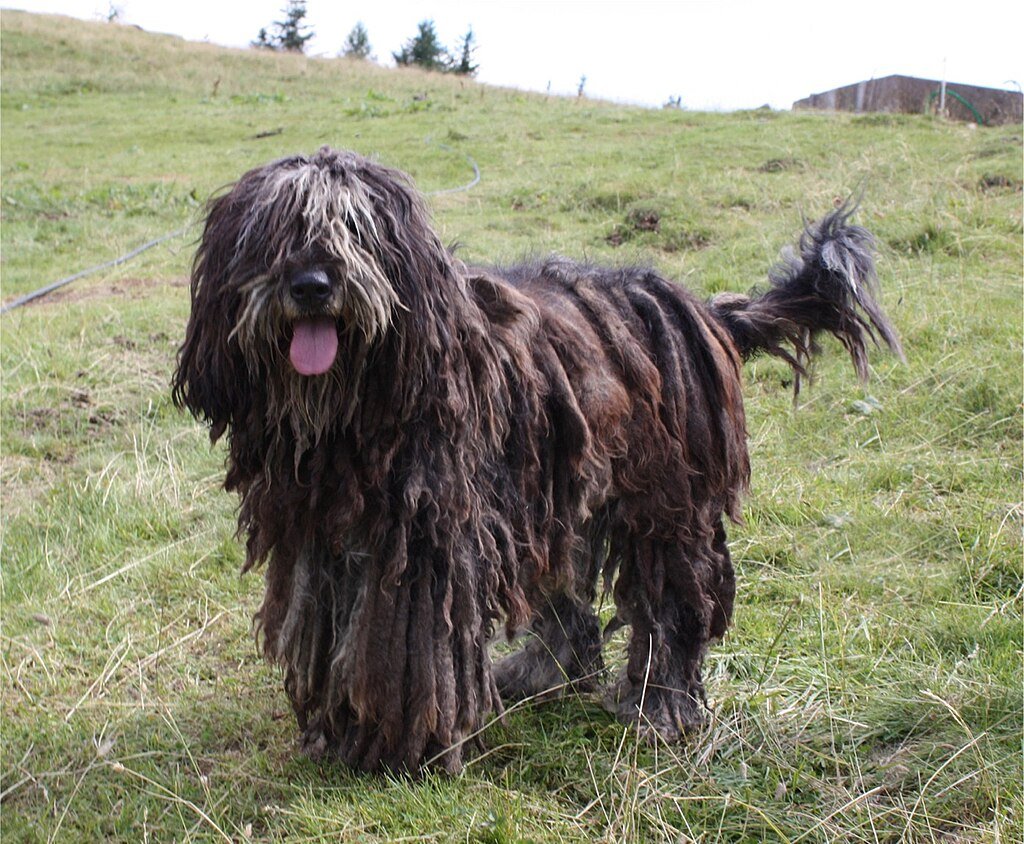 Ismerje meg a Bergamasco kutyafajtát!