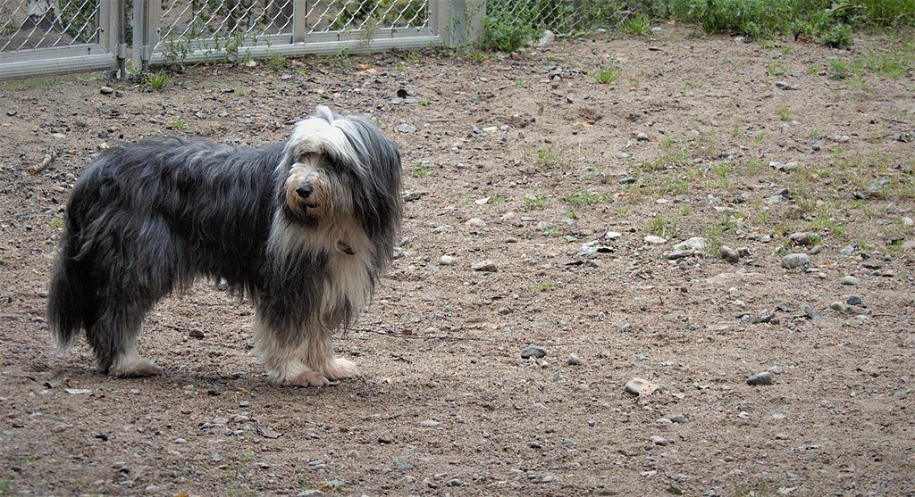 A Bearded Collie részletes bemutatása.