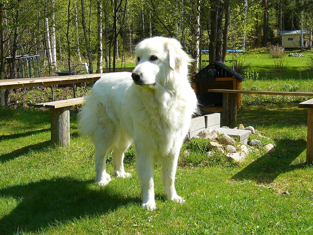 A Pireneusi hegyikutya bemutatása. (Great Pyrenees)