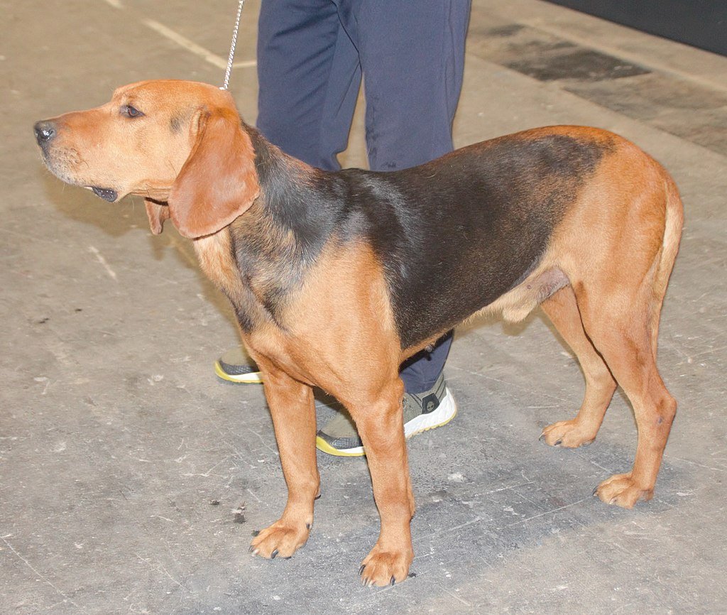 A Szerb Kopó (Serbian Hound) részletes bemutatása.