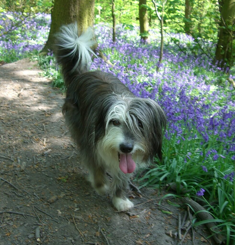 A Bearded Collie részletes bemutatása.