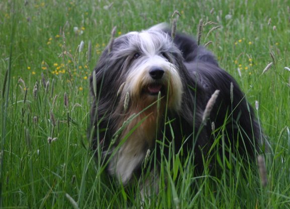 A Bearded Collie részletes bemutatása.