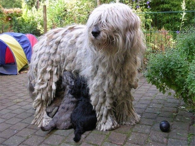 Ismerje meg a Bergamasco kutyafajtát!