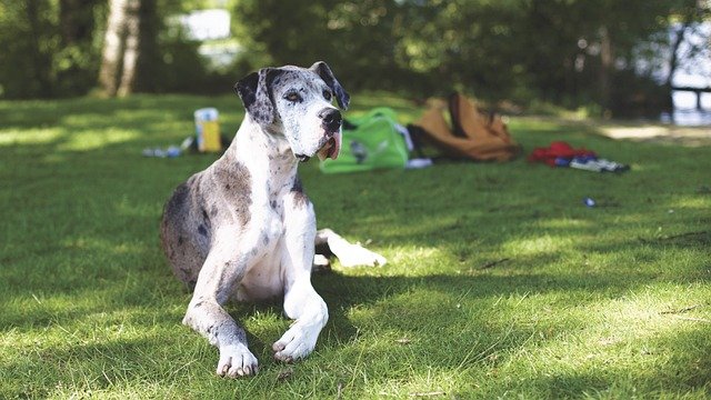 A Német Dog (Great Dane), más néven Dán Dog bemutatása.