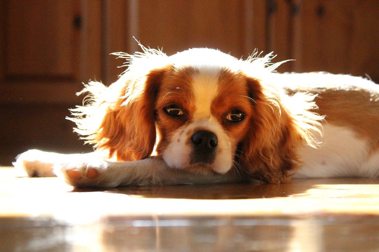 A Cavalier King Charles spániel jellemzése és gondozása