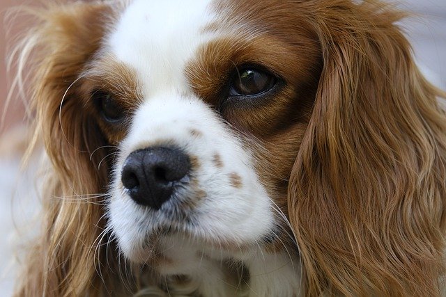 A Cavalier King Charles spániel jellemzése és gondozása