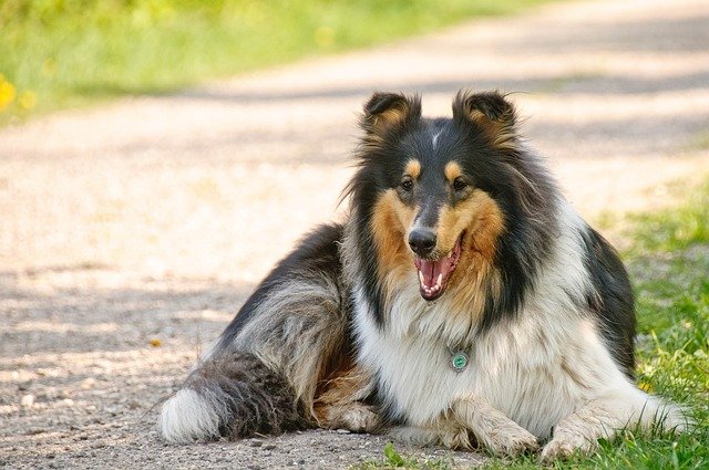 A Collie kutya bemutatása