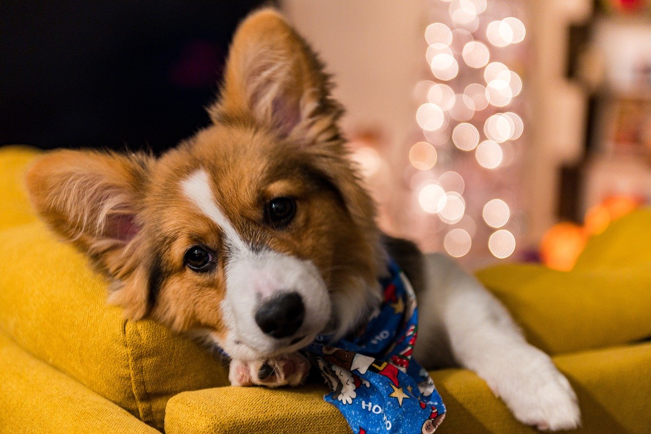 A Pembroke Welsh Corgi bemutatása részletesen!