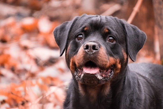 Ismerje meg a Rottweiler kutyafajtát: vérmérséklet, története, gondozása és nevelése.