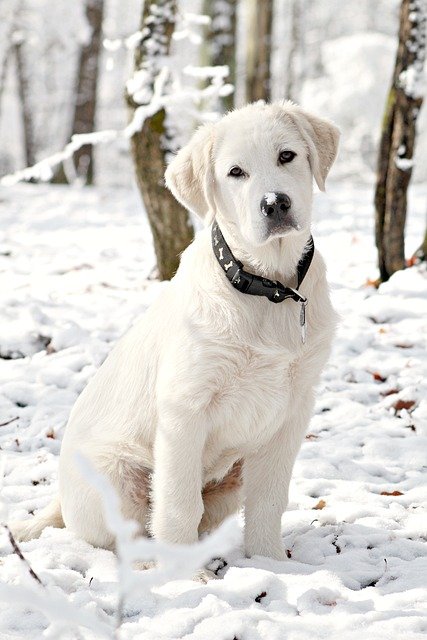 A Pireneusi hegyikutya bemutatása. (Great Pyrenees)