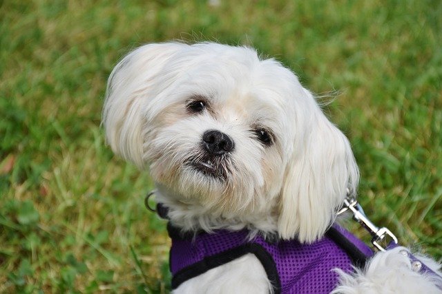 A Máltai Selyemkutya (Maltese dog) bemutatása történelem, vérmérséklet, gondozás és egészség szempontjából.