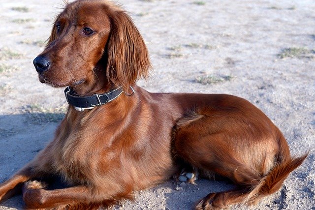 Ismerje meg az Ír szetter (Irish Setter) kutyafatját!