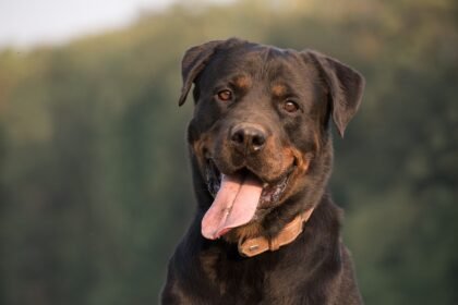 Ismerje meg a Rottweiler kutyafajtát: vérmérséklet, története, gondozása és nevelése.