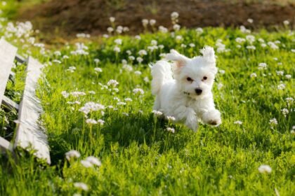 A Máltai Selyemkutya (Maltese dog) bemutatása történelem, vérmérséklet, gondozás és egészség szempontjából.