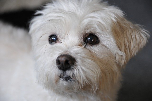 A Bichon Frisé kutya bemutatása és részletes jellemzése