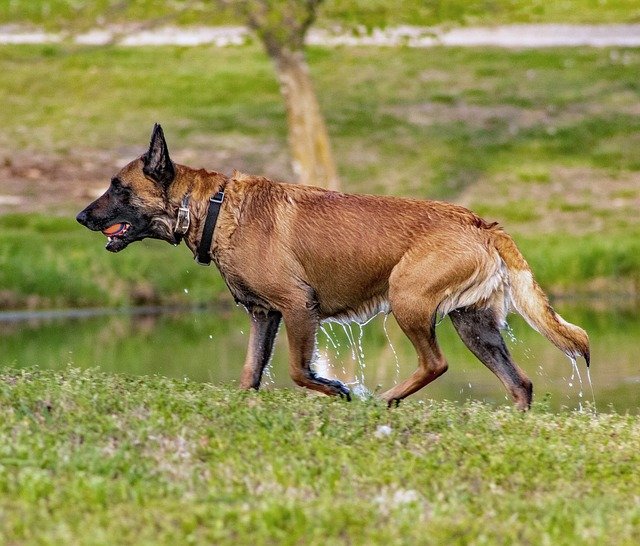 A Belgian Malinois, vagy más néven belga juhász bemutatása.