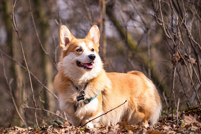 A Pembroke Welsh Corgi bemutatása részletesen!