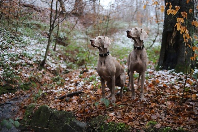 A Weimari vizsla (Weimaraner) részletes bemutatása.