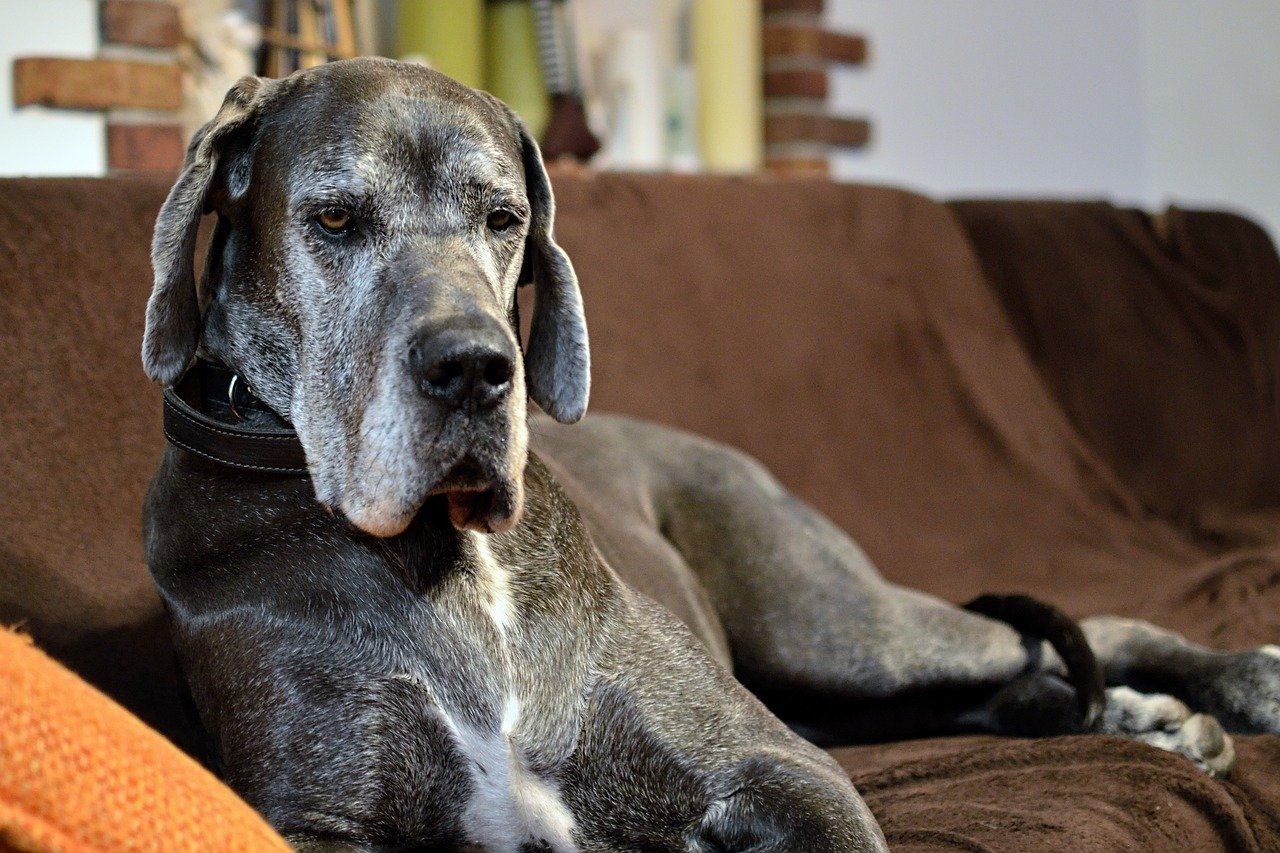 Német Dog (Dán Dog): A kutyafajták királya - Lucky Pet