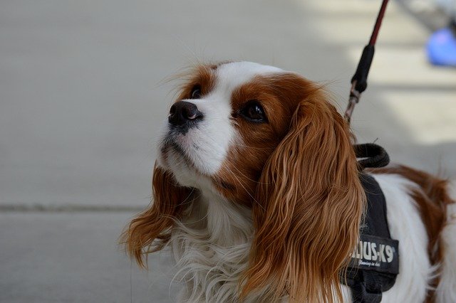 A Cavalier King Charles spániel jellemzése és gondozása