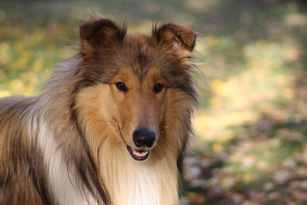 A Collie kutya bemutatása