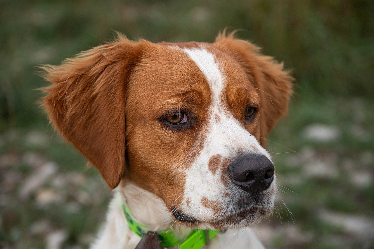 A Breton spániel (Brittany Spaniel) részletes bemutatása