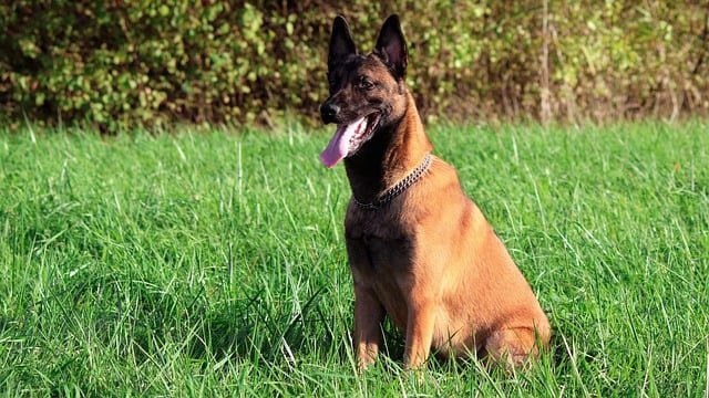 A Belgian Malinois, vagy más néven belga juhász bemutatása.