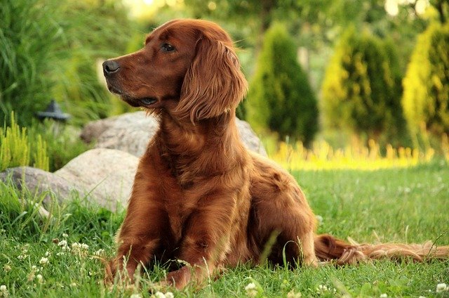 Ismerje meg az Ír szetter (Irish Setter) kutyafatját!